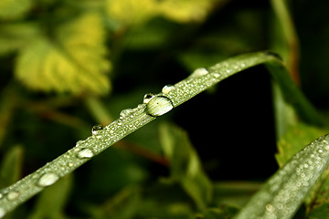 Image showing Dew's drops