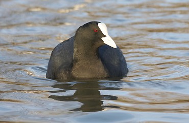 Image showing Common Coot. 