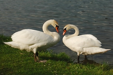 Image showing A pair swans