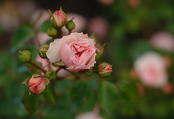 Image showing Rose