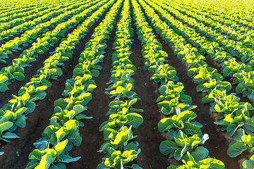 Image showing Lettuce farmland