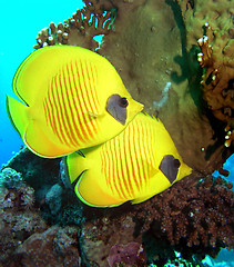 Image showing Masked Butterfly Fish