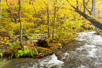 Image showing Oirase Gorge Stream in Autumn Red