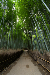 Image showing Kyoto bamboo forest