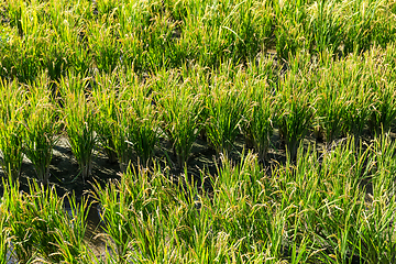 Image showing Paddy rice medow