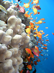 Image showing Photo of a coral colony
