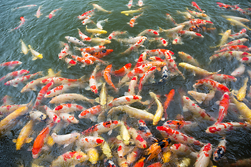 Image showing Colorful Koi fish