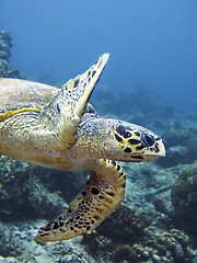 Image showing Turtla