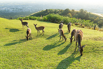 Image showing Deer at highland