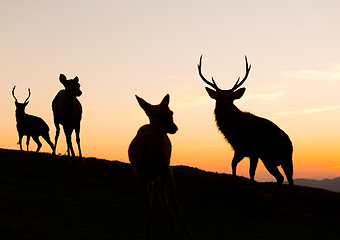 Image showing Silhouette of deer