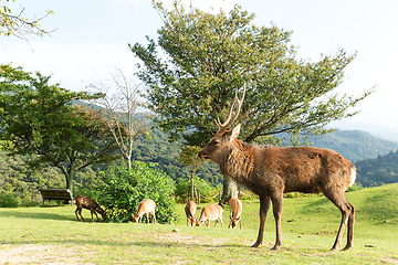 Image showing Deer in Nara 