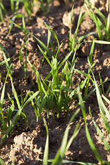 Image showing new green wheat