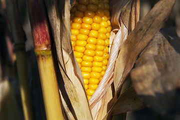 Image showing ripe corn cob