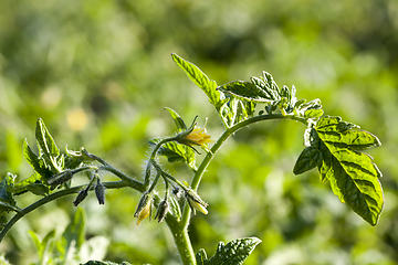 Image showing new plant tomato