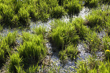 Image showing green grass