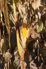 Image showing field in autumn