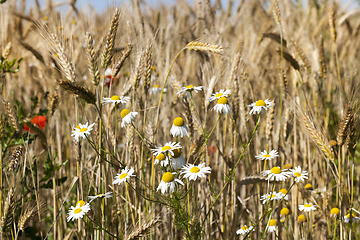 Image showing white daisies