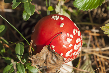 Image showing red mushroom