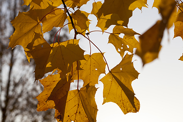 Image showing maple leaves