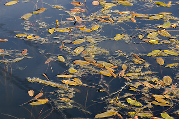 Image showing red and yellow leaves