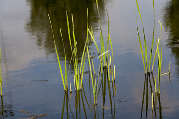 Image showing growing in the water