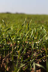 Image showing new crop of wheat