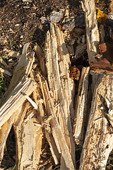 Image showing tree trunk