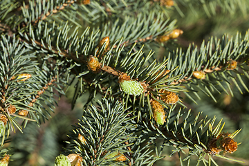 Image showing young green sprouts