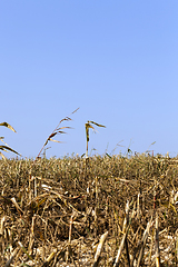 Image showing corn stalks