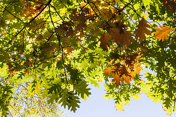 Image showing yellowed foliage