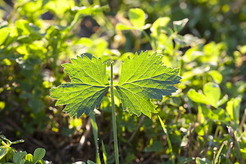 Image showing growing grass