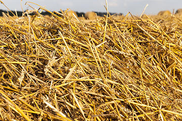 Image showing golden dry straw