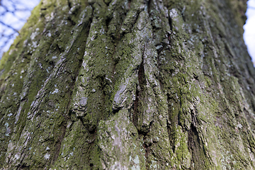 Image showing Tree bark, close-up