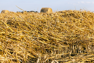 Image showing stacks of golden straw