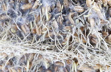 Image showing wheat sprouts
