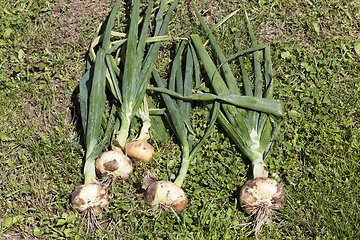 Image showing agricultural crops