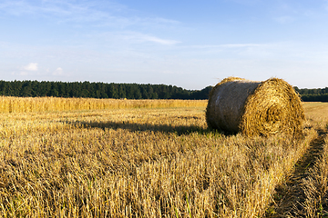 Image showing dry straw