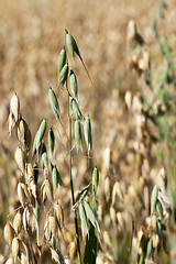 Image showing one green oat