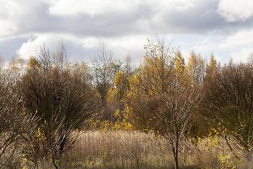 Image showing young forest