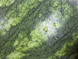 Image showing striped green peel