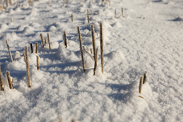 Image showing Snow covered field