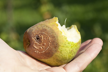 Image showing rotten pear