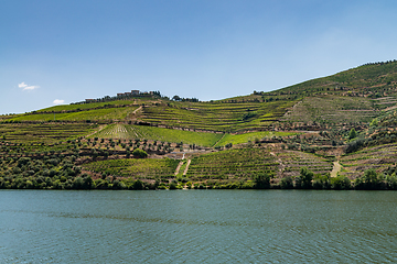 Image showing Point of view shot of terraced vineyards in Douro Valley