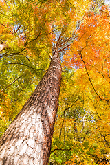 Image showing Maple Tree in Autumn season