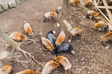 Image showing Feeding group of fox