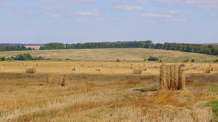 Image showing Fields of wheat at the end of summer fully ripe