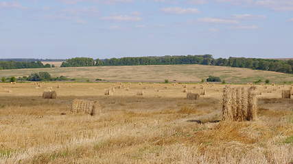 Image showing Fields of wheat at the end of summer fully ripe