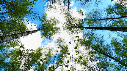 Image showing European mixed forest. Tops of the trees. Looking up to the canopy.