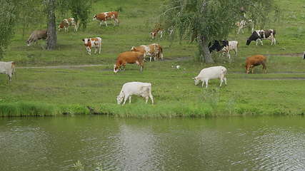 Image showing Landscape with a herd of cows in the on coast of the lake