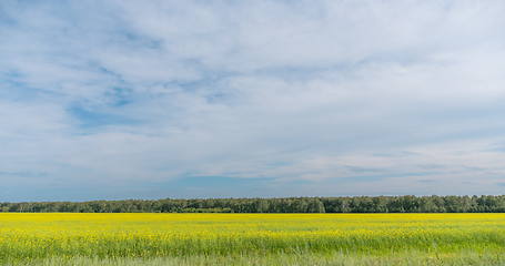 Image showing Landscape of field yellow grass